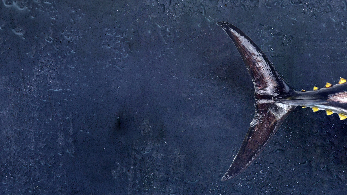 Logo von Next Tuna
